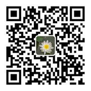 豆芽头像,二维码